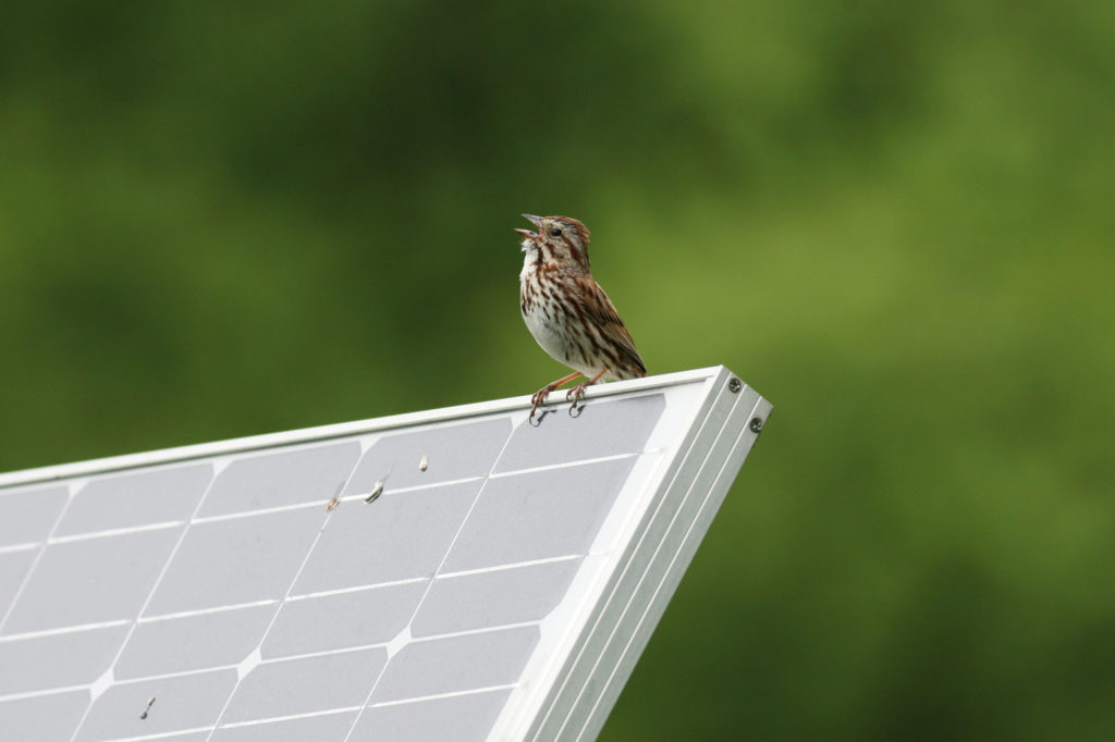 Song sparrow on solar panel in Pennsylvania, USA