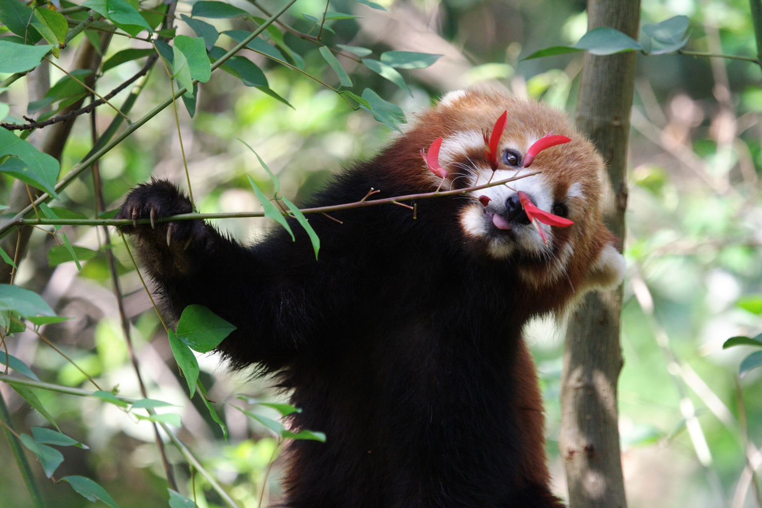 A red panda in Chengdu Panda Base, China