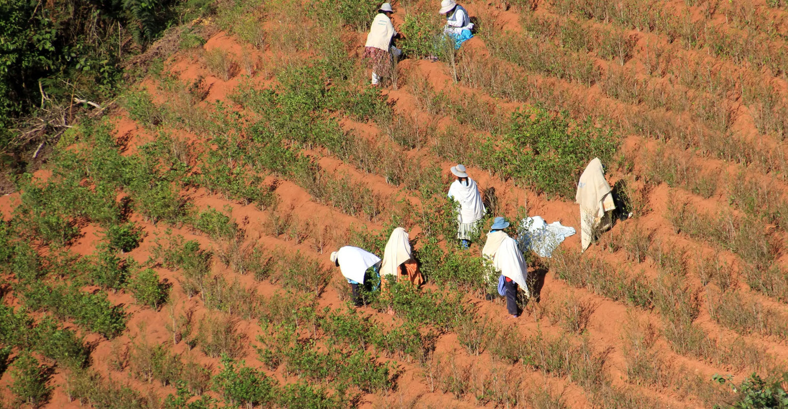 Group of woman harvesting coca (cocaine) leaves