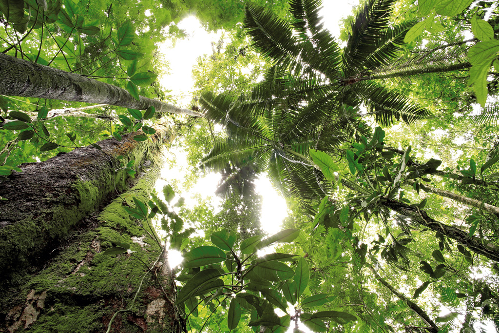 COP15: Key outcomes for nature loss and climate change from UN talks in Geneva