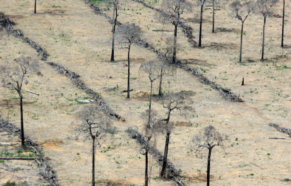 Amazon rain forest clearance for agriculture in Brazil_