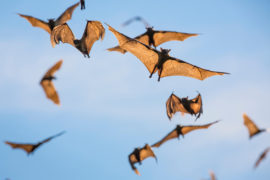 Mass of straw-coloured fruit bat Eidolon helvum in flight, Zambia