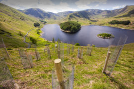 Tree planting at Haweswater, Lake District, UK