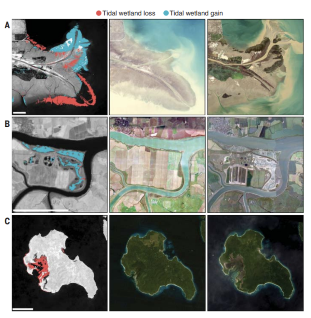 Losses and gains of tidal ecosystems across the world