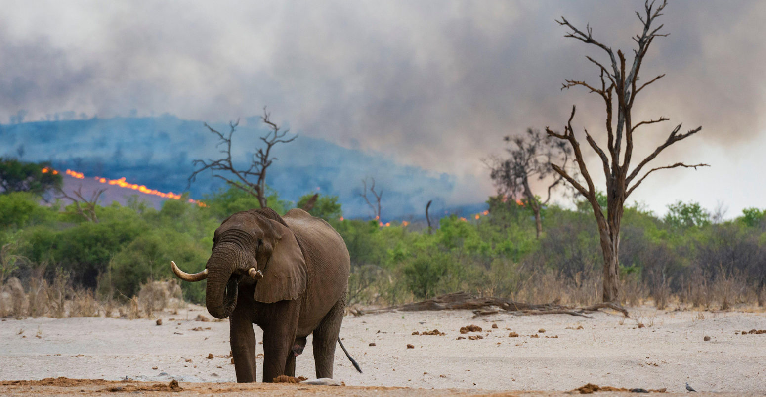 Explainer: Can climate change and biodiversity loss be tackled together?