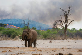 African elephant at a waterhole in Chobe National Park, Botswana with bush fire in the background