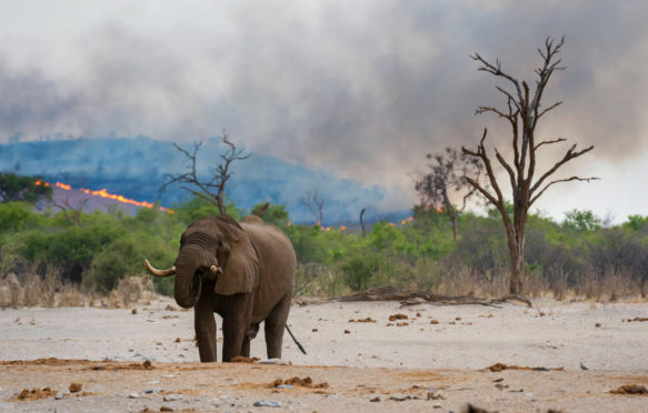 African elephant at a waterhole in Chobe National Park, Botswana with bush fire in the background