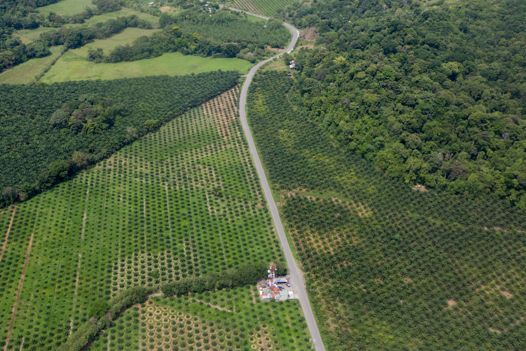 Palm oil plantation encroaching on tropical rainforesti in Costa Rica