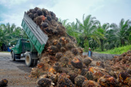 Plantation worker watches as a truck unloads freshly harvested oil palm fruit bunches at a collection point in Borneo