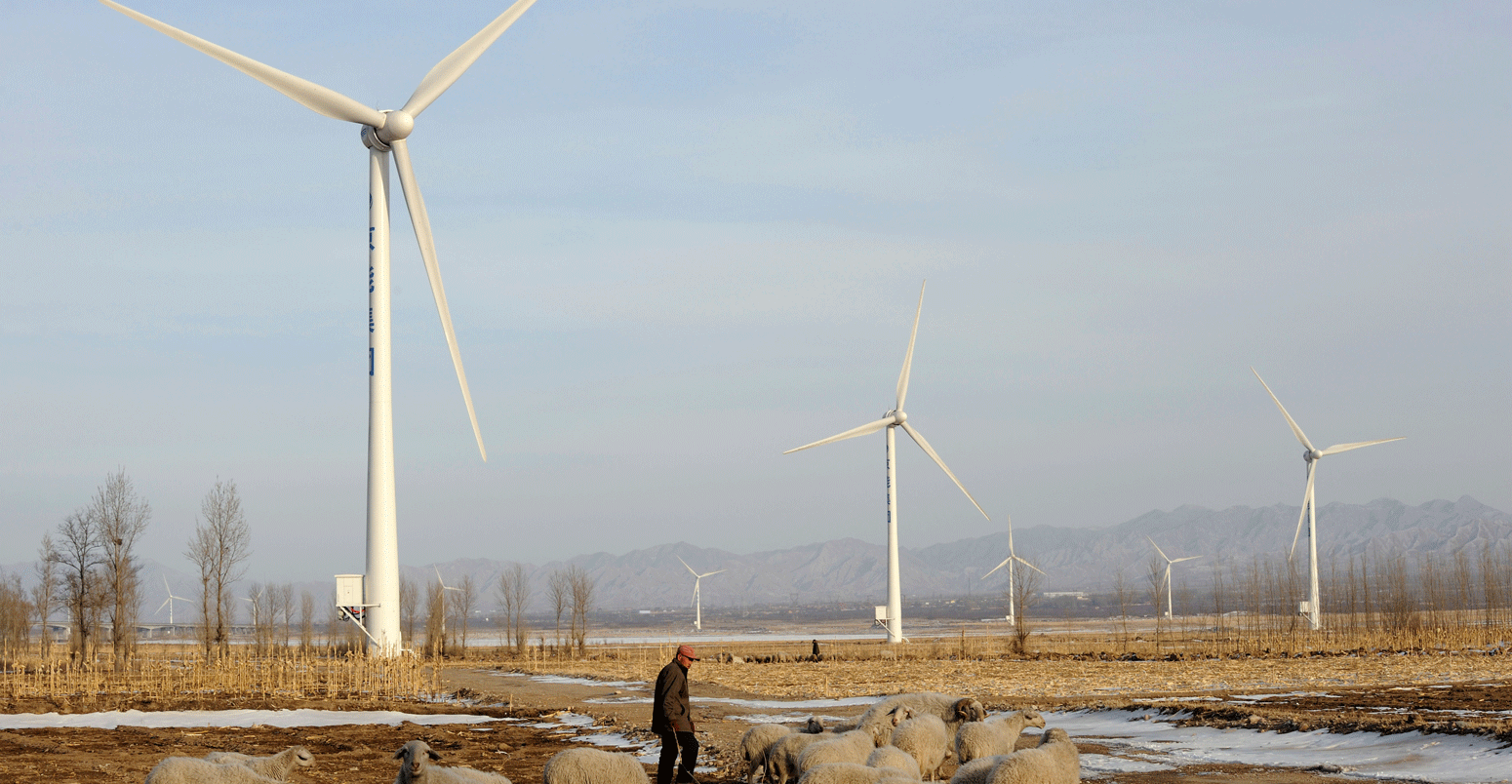 Farmer grazing their sheep in a wind farm in Hebei province, China