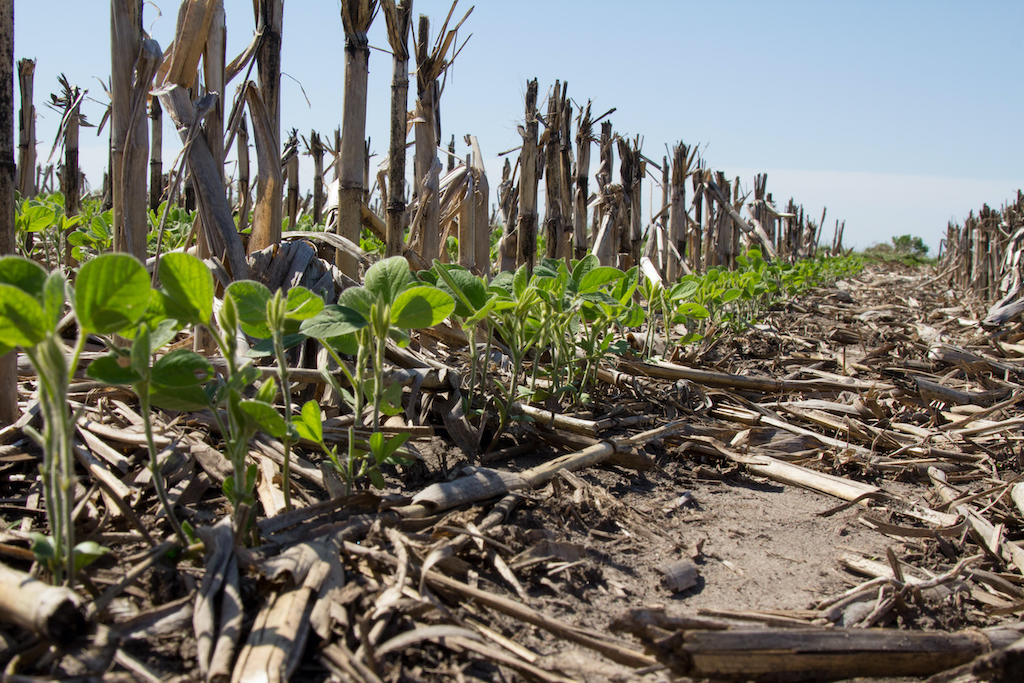 No-till soybeans coming up through corn stover in the spring.