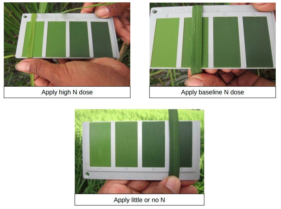 leaf colour chart