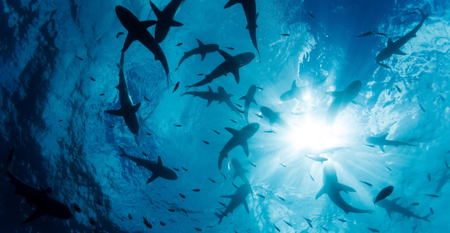 Grey reef shark (carcharhinus amblyrhynchos) school at the surface off the island of Yap, Micronesia. Credit: David Fleetham / Alamy Stock Photo.