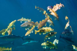 Shoal of Atlantic cod (Gadus morhua), and a few Pollocks (Pollachius virens)