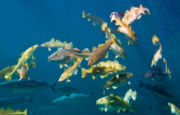 Shoal of Atlantic cod (Gadus morhua), and a few Pollocks (Pollachius virens)