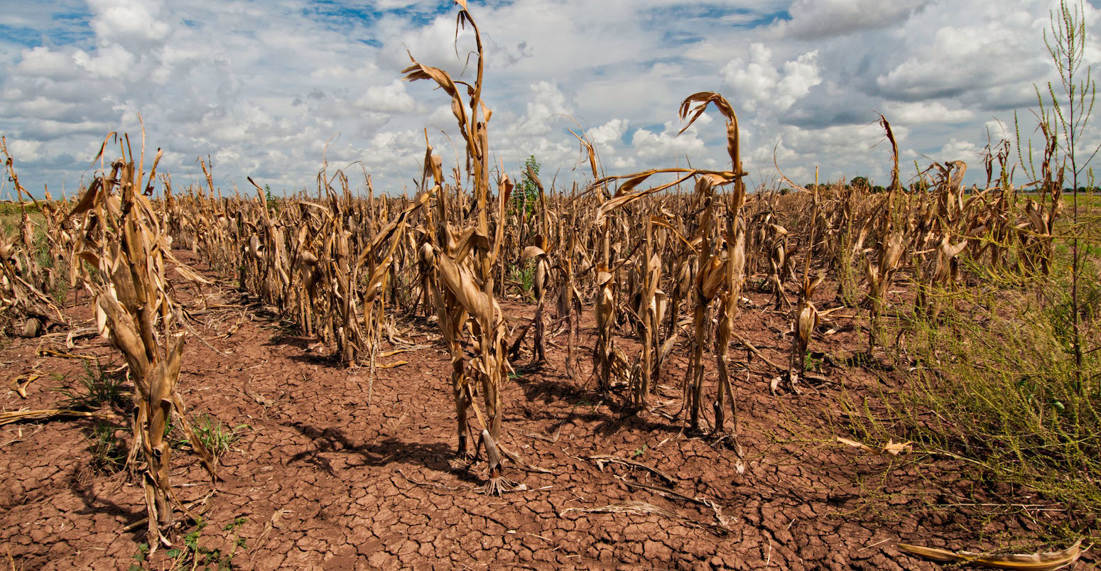 Drought devastated corn crops in Navasota, Texas. Credit: USDA Photo / Alamy Stock Photo.