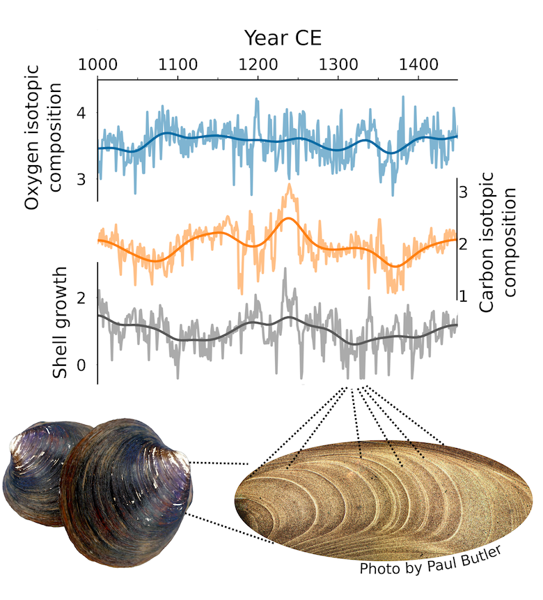 Growth bands on the ocean quahog shell and the information that can be obtained from them. Credit: Beatriz Arellano-Nava.