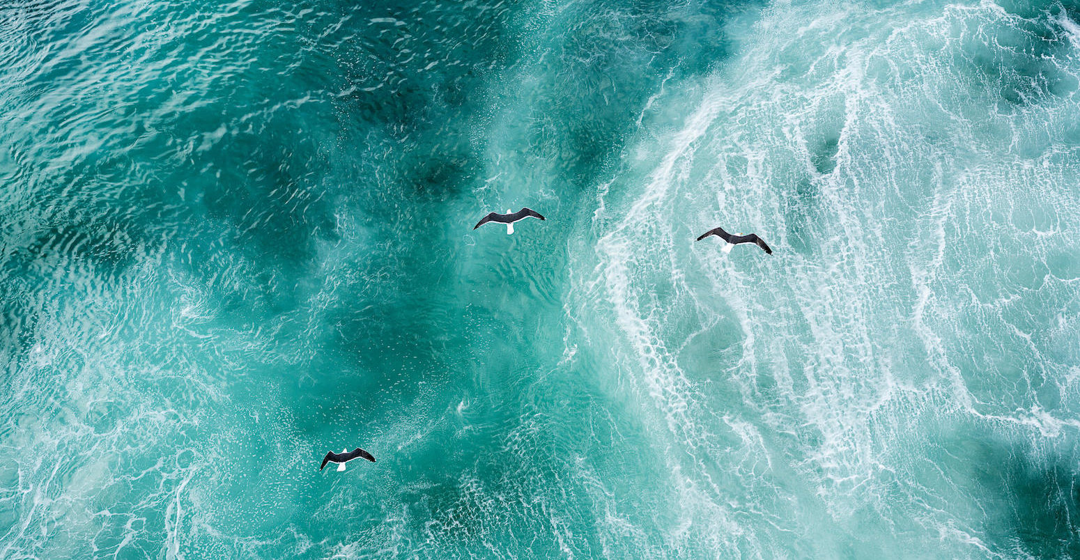 Three doves flying over the North Atlantic. Credit: Westend61 GmbH / Alamy Stock Photo.