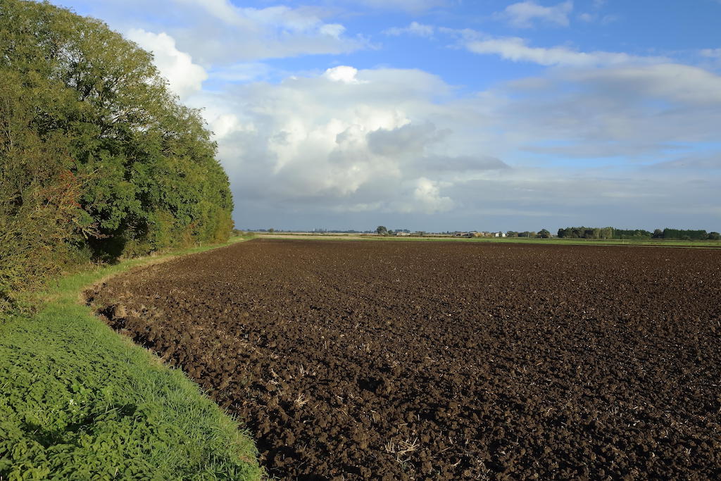 Dark fenland soil in Lincolnshire, UK.