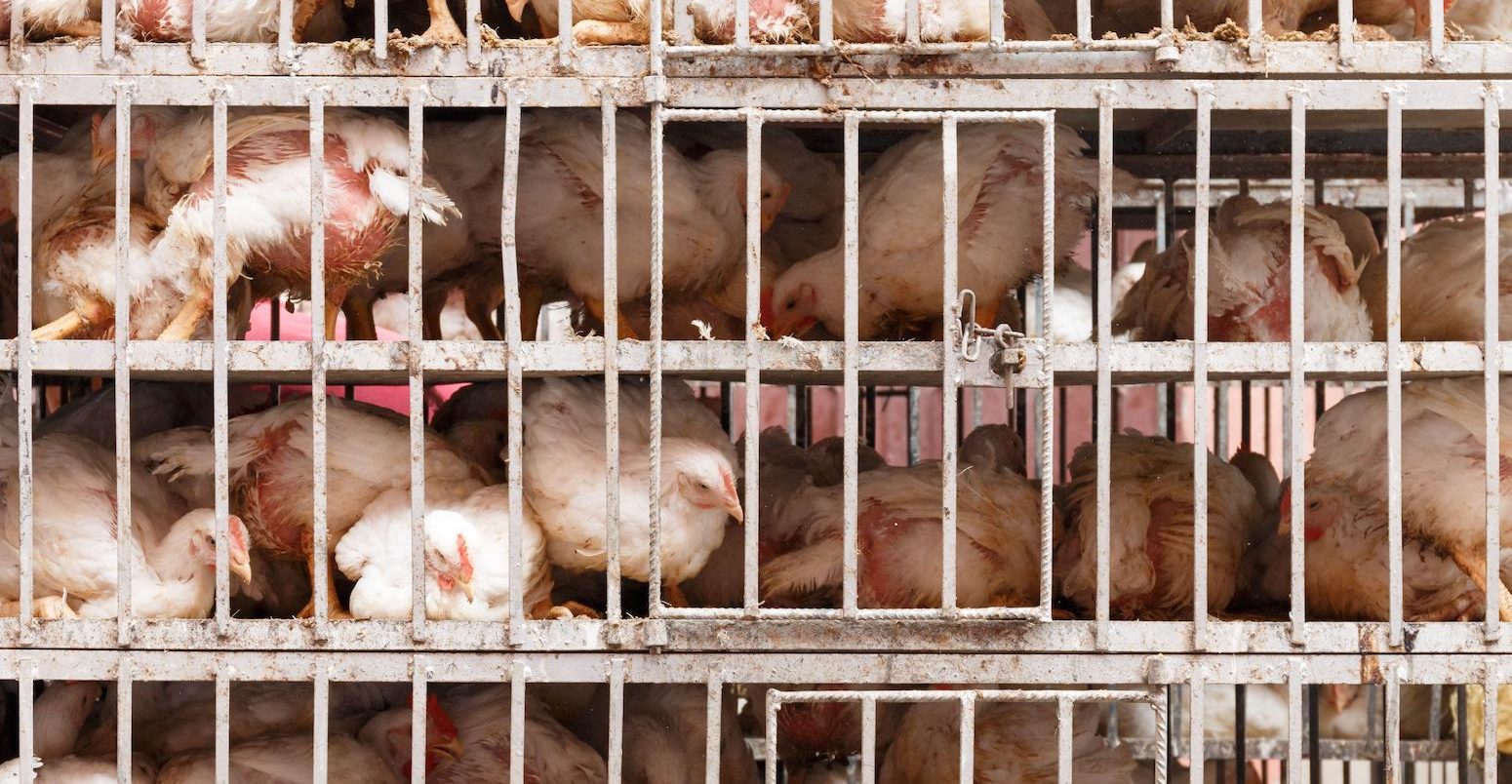 Chocolate chickens in a cage, Morocco.