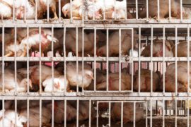 Chocolate chickens in a cage, Morocco.