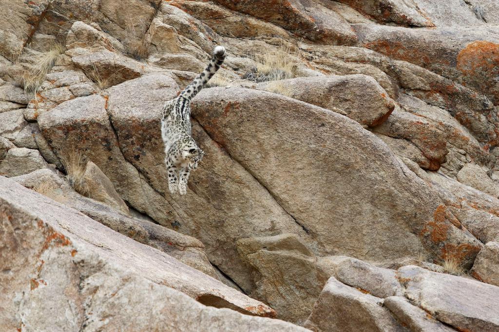 Wild Snow Leopard in Ladakh, India during winter.