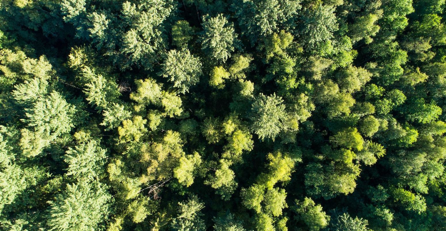 Aerial view of a mixed boreal forest in Southern Estonia, Europe.