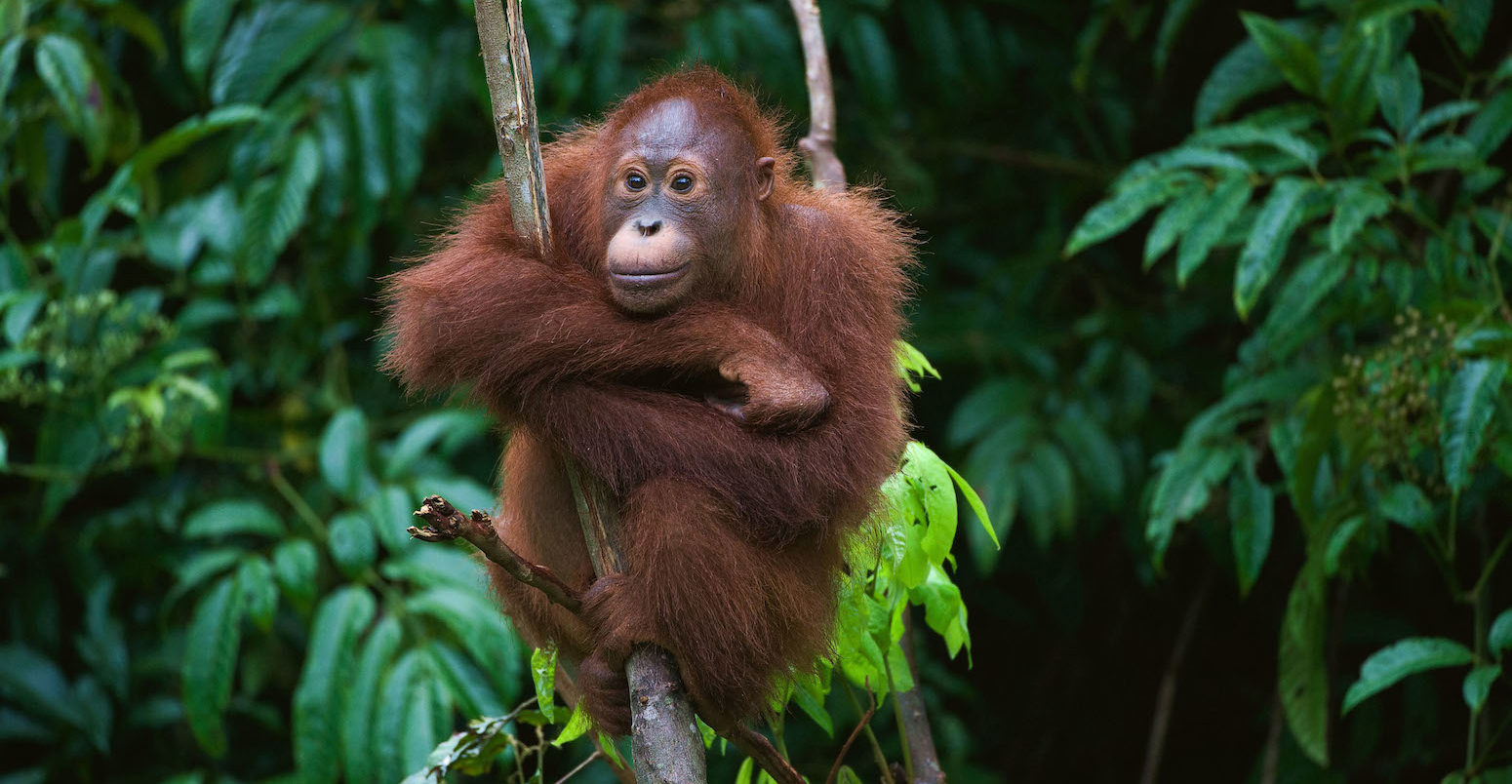 Young Orangutan sitting in a tree, Borneo, Indonesia.