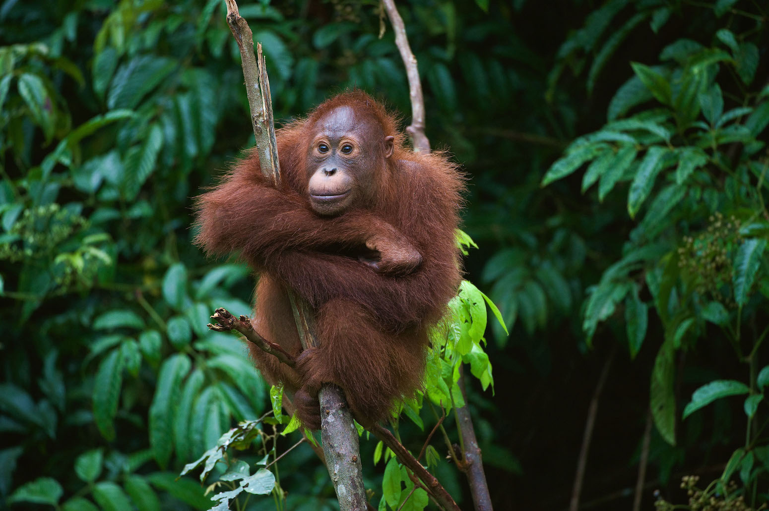 Explainer: Can the world ‘halt and reverse’ biodiversity loss by 2030? – Carbon Brief