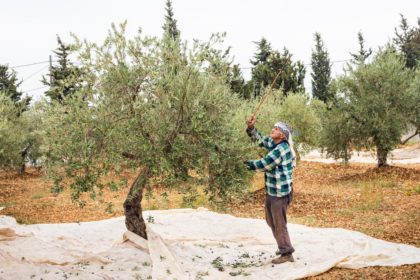Elderly man hitting an olive tree during harvest season in Lebanon.