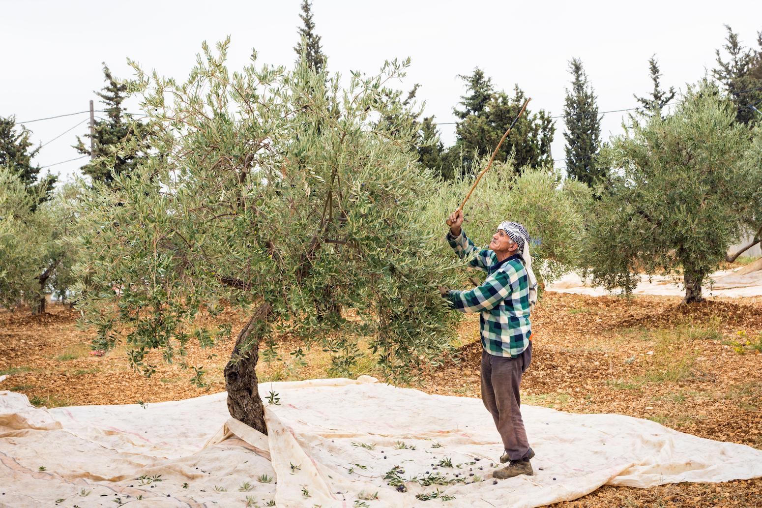 Climate change could make parts of Lebanon ‘too hot’ for producing olive oil – Carbon Brief