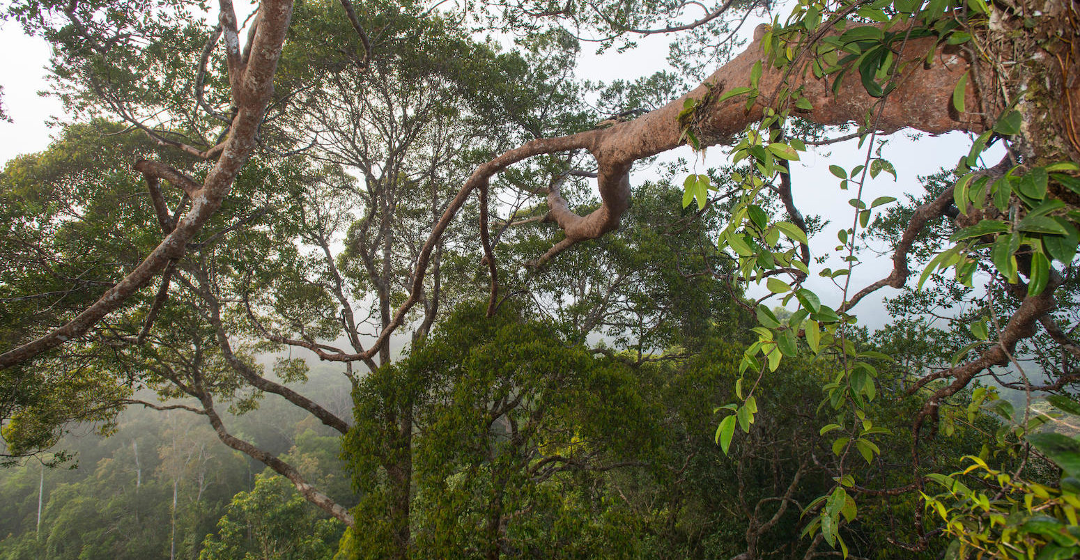 Forest canopy in the Maliau Basin, Malaysian Borneo.