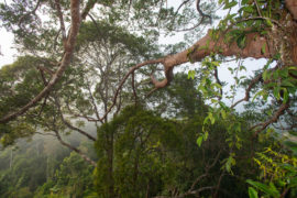 Forest canopy in the Maliau Basin, Malaysian Borneo.