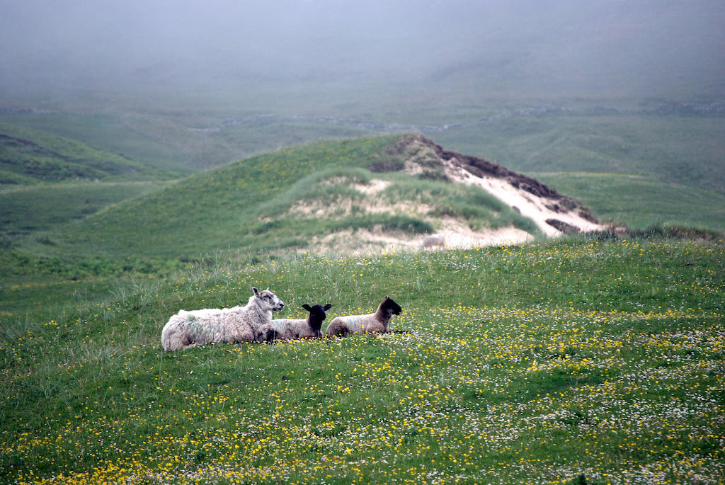 Sheep on the beach in Islay, Scotland.