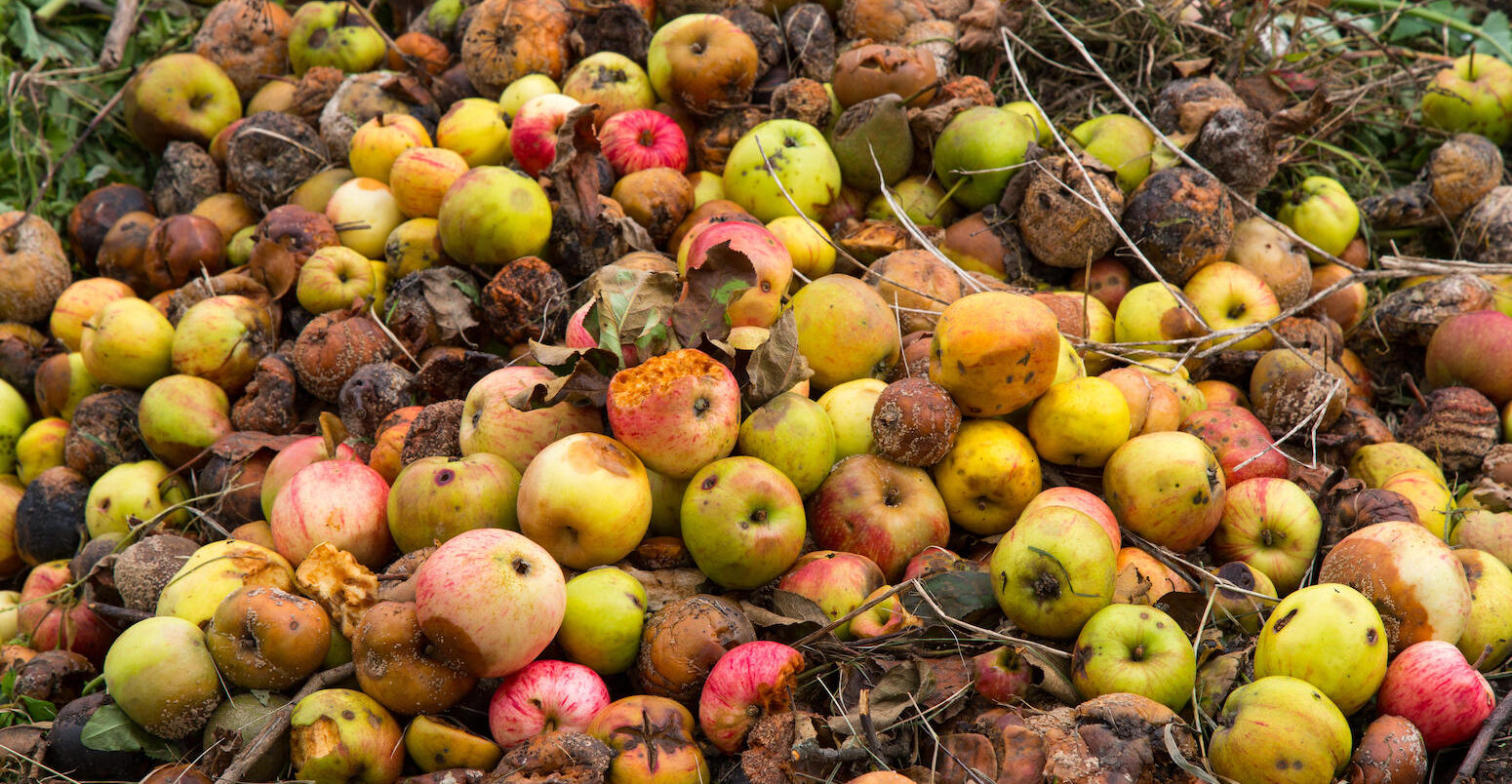 Rotten apples on a compost heap on an allotment site