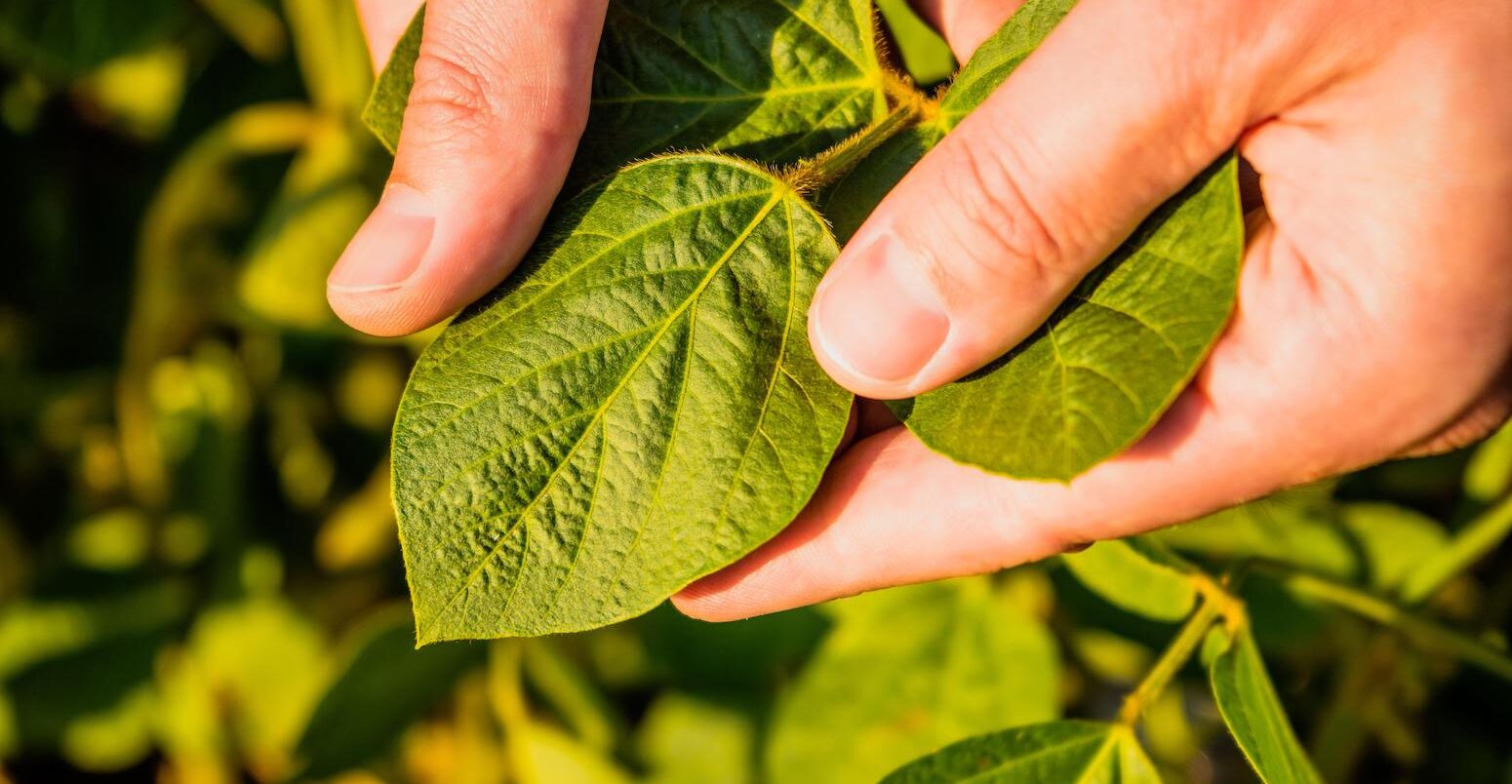 Close up image of farmer holding and examining crops in his growing soybean field.