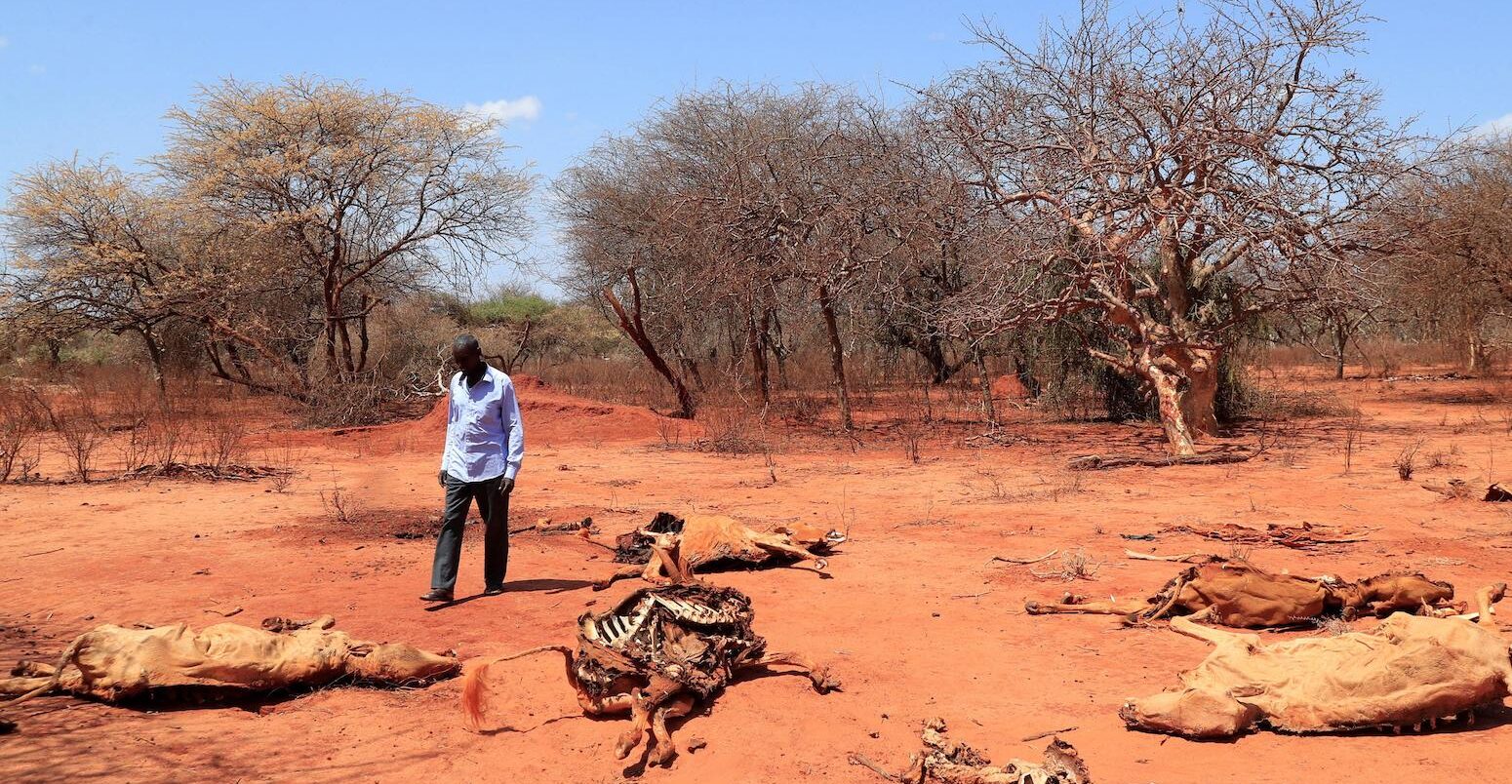 Pastoralist Ali Hacho Ali looks at the carcass of his dead cows in Mandera region, Kenya, on 1 September 2022.