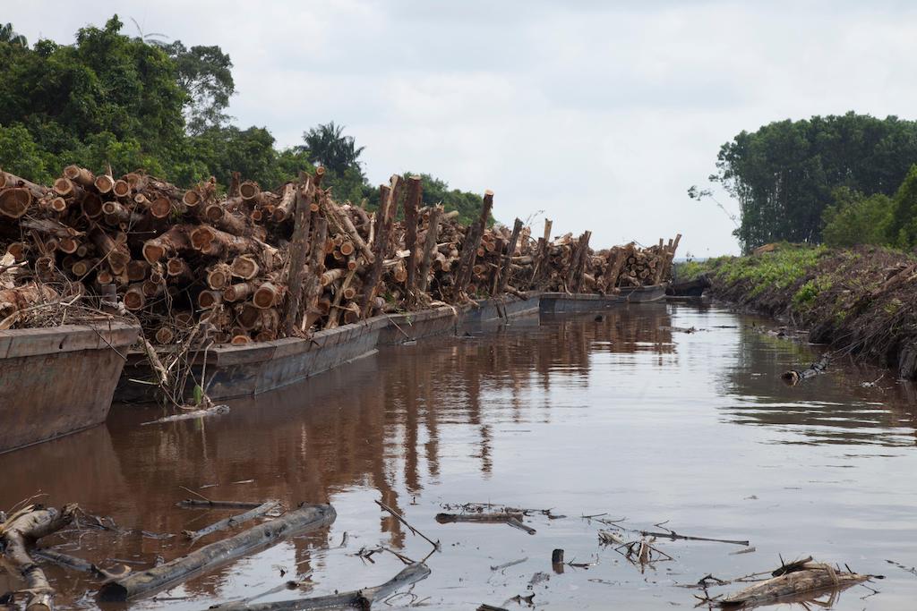 Timber being moved with barges in Sumatra, Indonesia, on 14 February 2022.