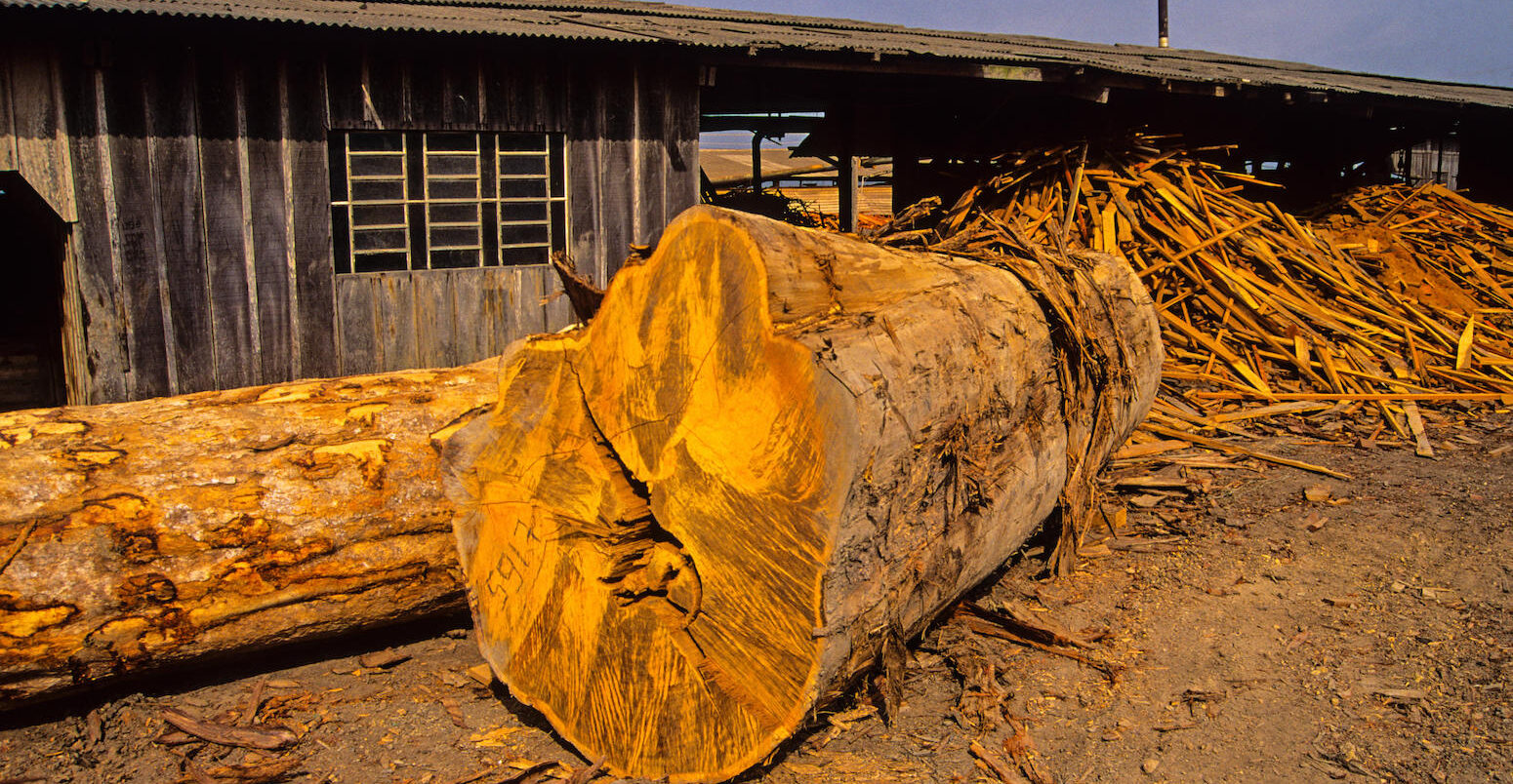 A mahogany tree illegally logged in the Brazilian state of Para for export to the EU.