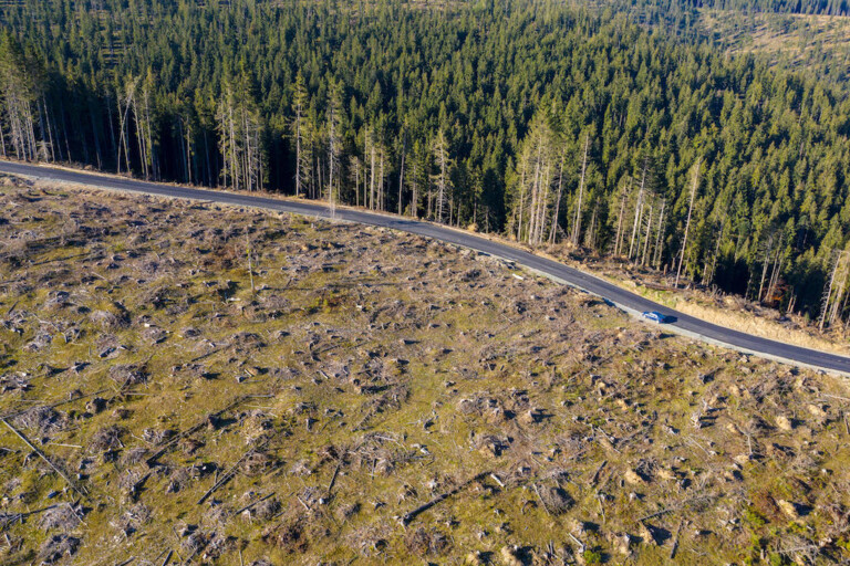 Q&A: What does the EU’s new deforestation law mean for climate and ...