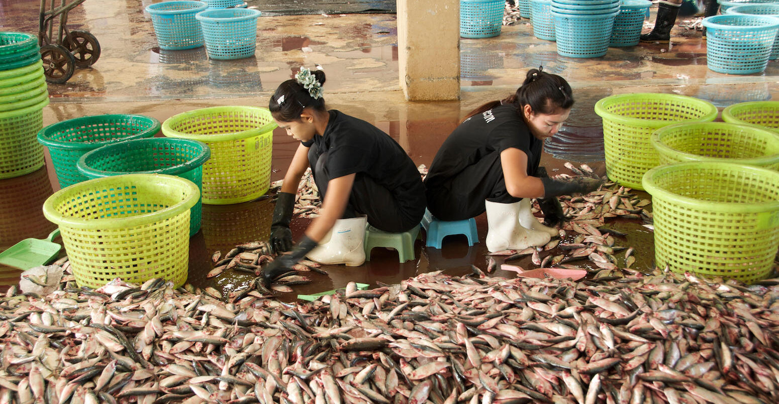 Women from Myanmar sort the fish in the port of Ranong before transporting them to Bangkok or Malaysia.