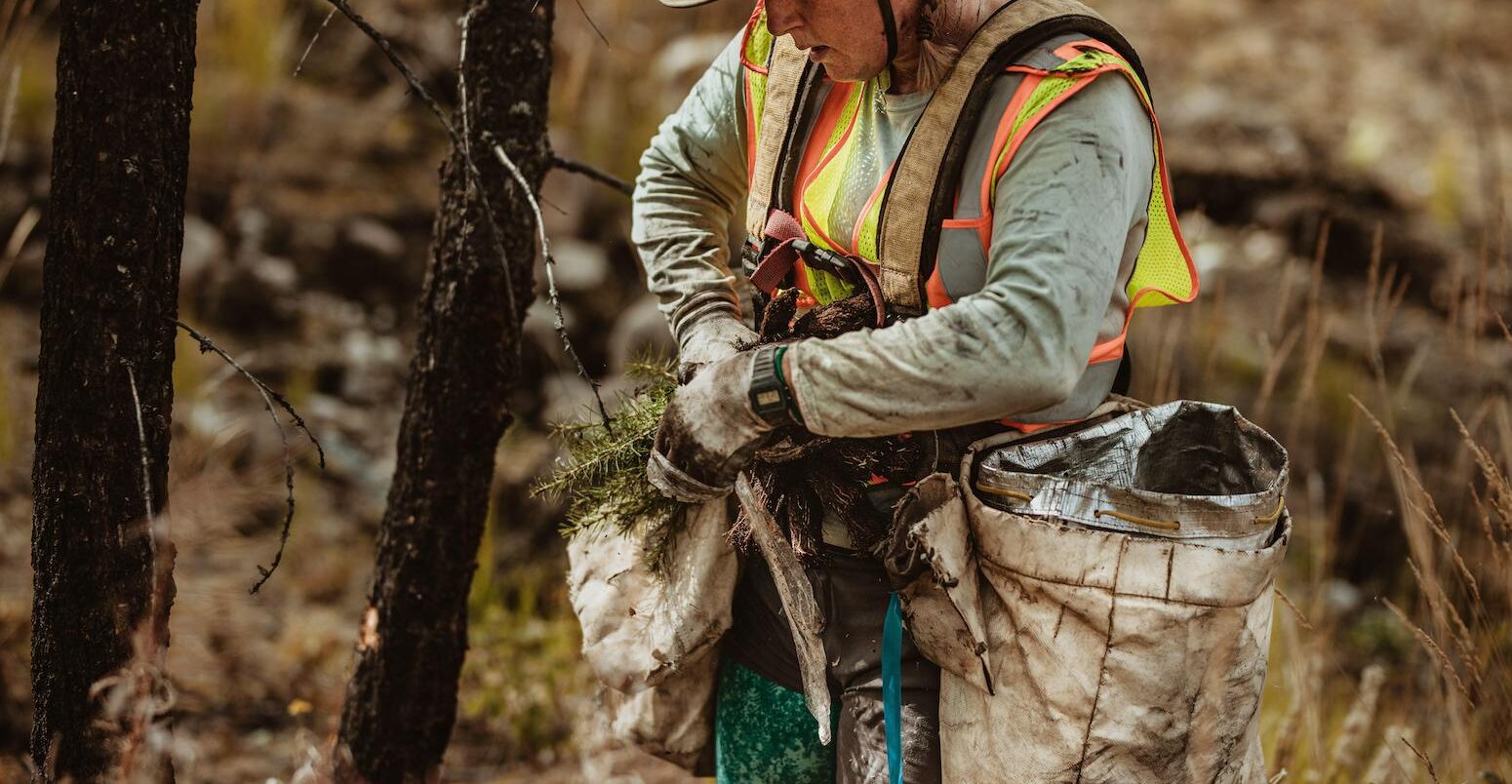 Woman planting new trees in a forest.