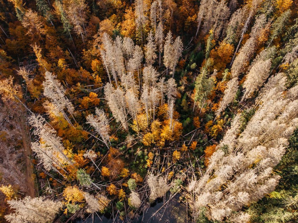 Trees wither and die in a forest in Czech Republic. 