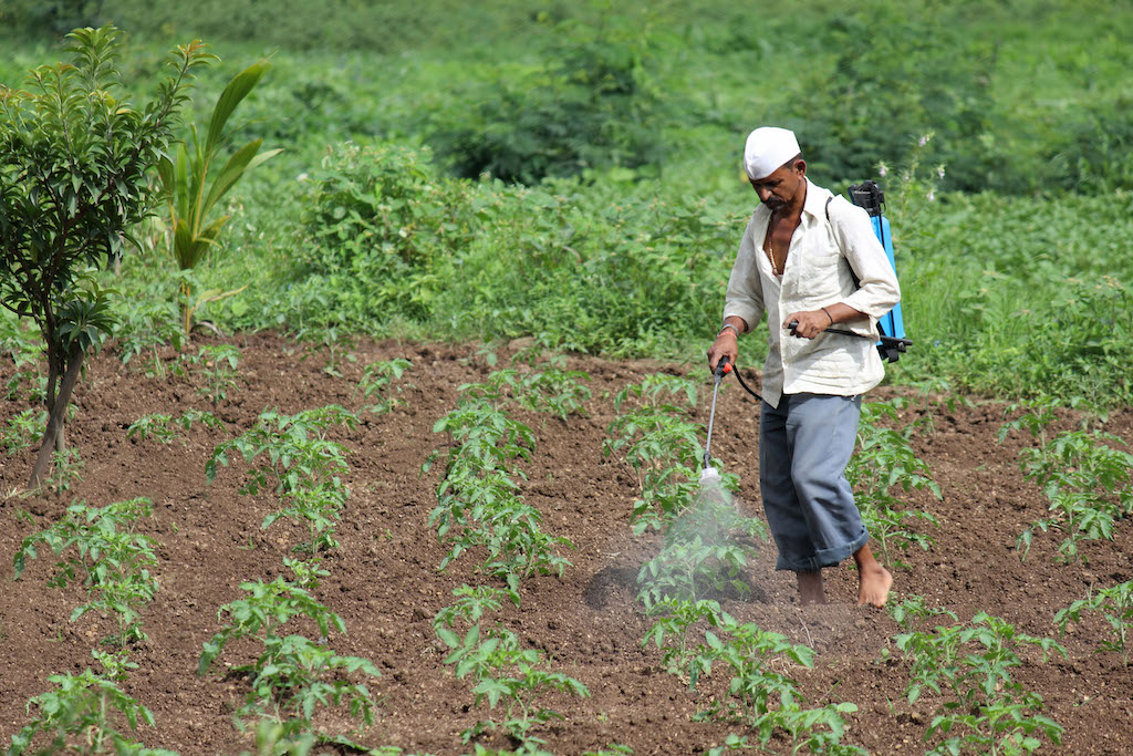 A farmer sprays fertilizer on plants in Kuwait. 