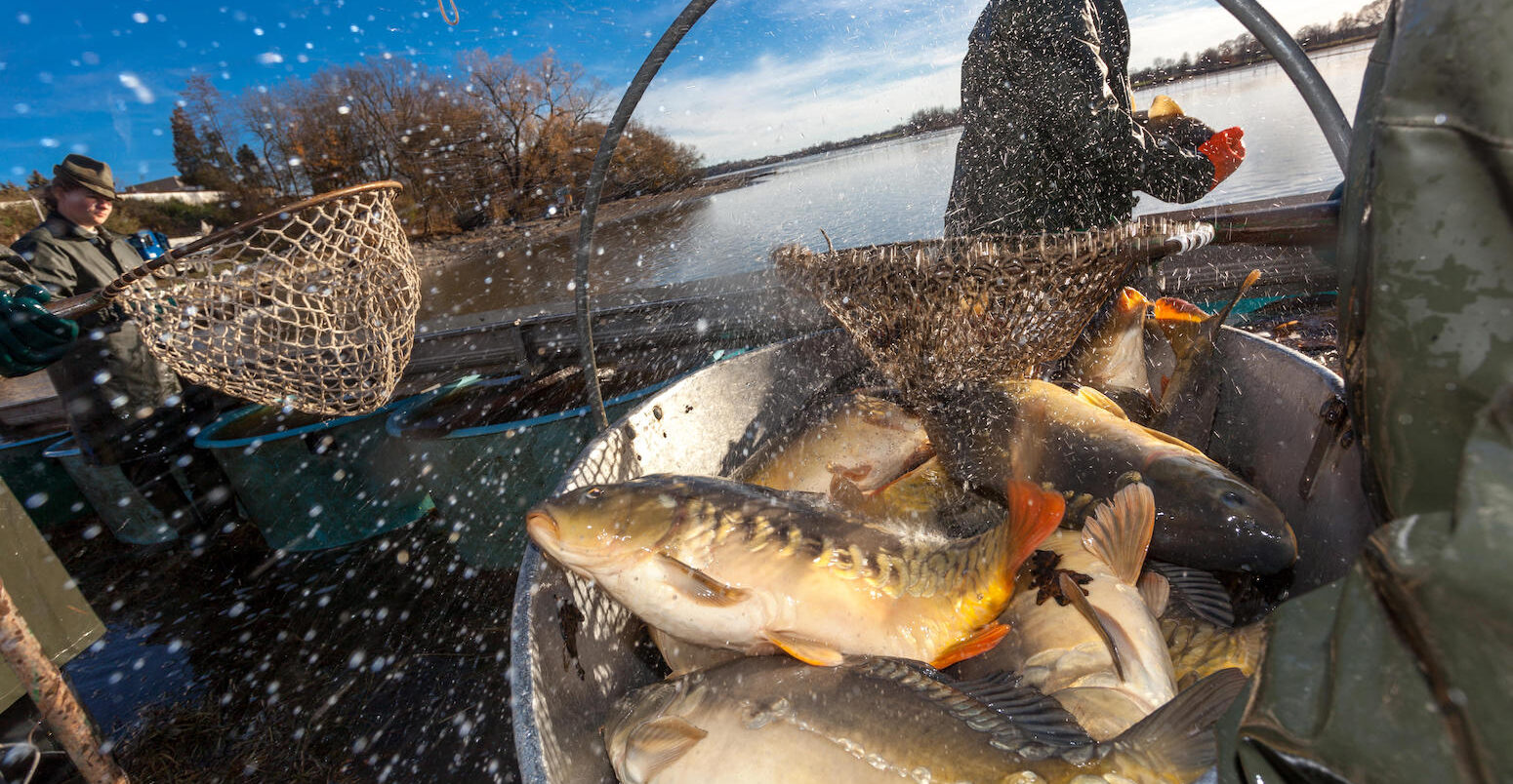 Fisherman harvests carp for Christmas market in Czech Republic.