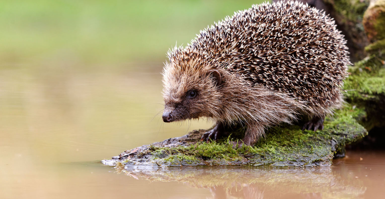 A hedgehog perches in front of a body of water.