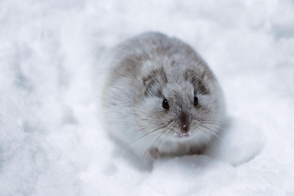 A collared lemming in its white coat. 