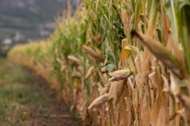 Withered corn crops are seen at Vipava valley in Nova Gorica, Slovenia, on 16 August 2022.