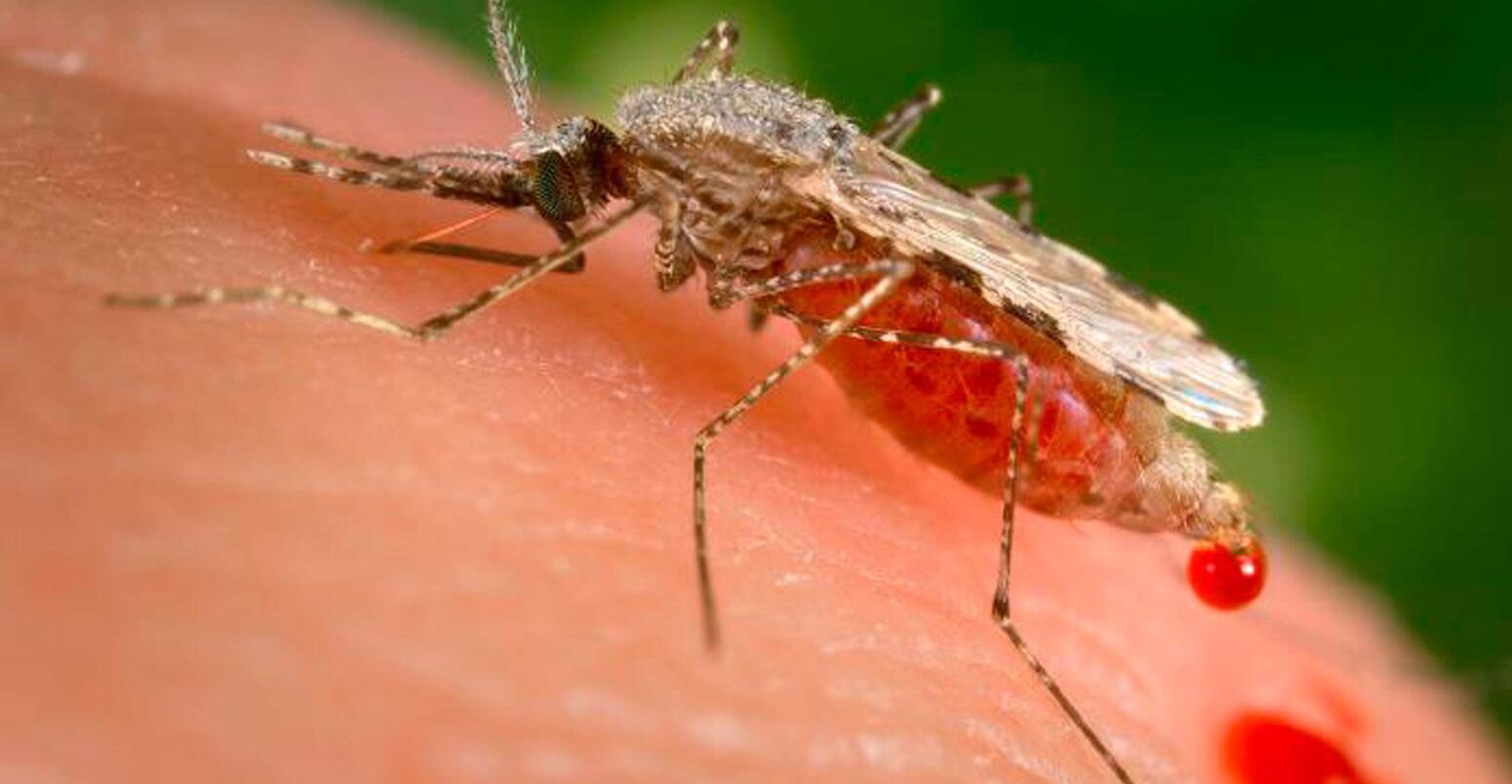 A female Anopheles stephensi mosquito feeds on a human skin surface.