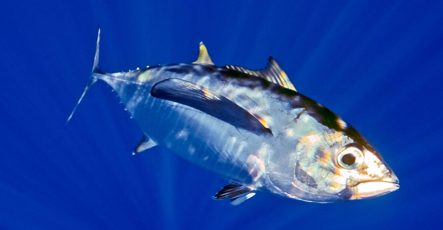 The Juvenile Bigeye Tuna (Thunnus obesus) photographed in Big Island, Hawaii.